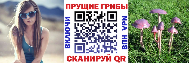Псилоцибиновые грибы Psilocybe  Северобайкальск 
